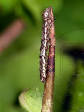 Allophyes oxyacanthae_гусеница I_доросшая